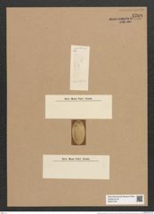 Rhaphoneis amphiceras Ehr. (de-Toni-Nr.: Genus 78, Species 2811) Zeichnungen Sammlung Grunow Nr. 5769 (NHMW-BOT-W0374164)